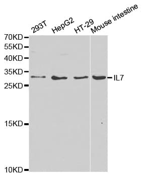 IHC-plus™ IL7 Antibody