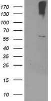 CYP2J2 Antibody (clone OTI5C5)