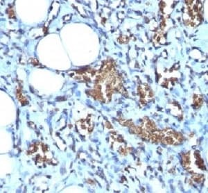 GYPA / CD235a / Glycophorin A Antibody (clone GYPA/280)