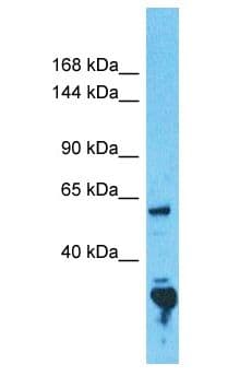 CCDC30 Antibody (aa33-82)