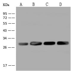 AK4 / Adenylate Kinase 4 Antibody