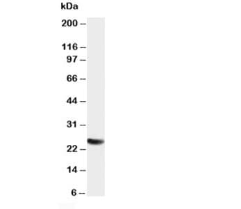 SNAP25 Antibody (aa186-200)