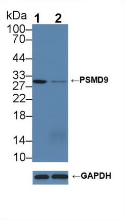 Polyclonal Rabbit anti-Human PSMD9 / 26S Proteasome Antibody (aa2-223, WB)