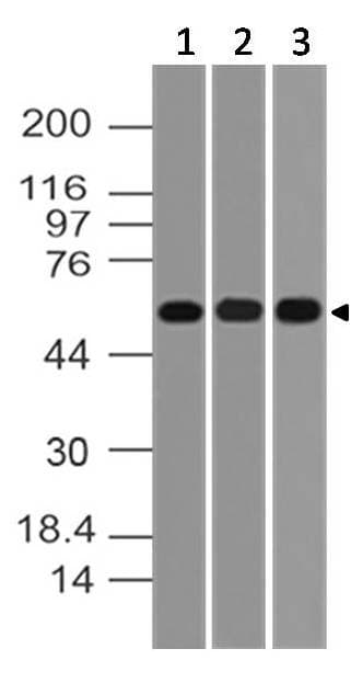AKT1 Antibody