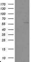 TRAIP / TRIP Antibody (clone OTI1G9)