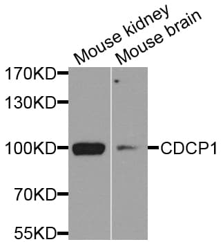 CDCP1 Antibody