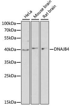 DNAJB4 Antibody
