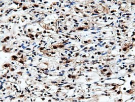 NT5DC1 Antibody (clone OTI3H2)