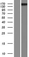 Human ARID4A Protein (Over-Expression Lysate Myc-DDK (Flag))
