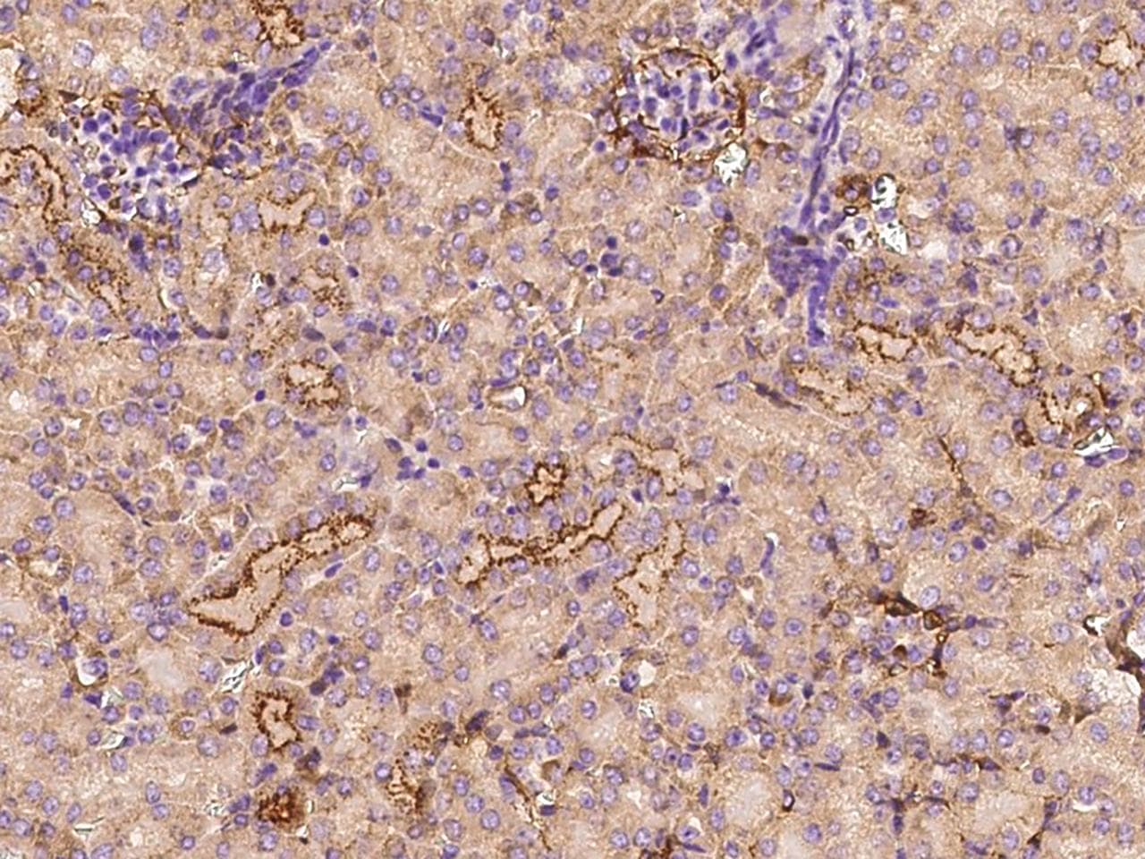 CLEC3B / Tetranectin Antibody (Preservative Free)