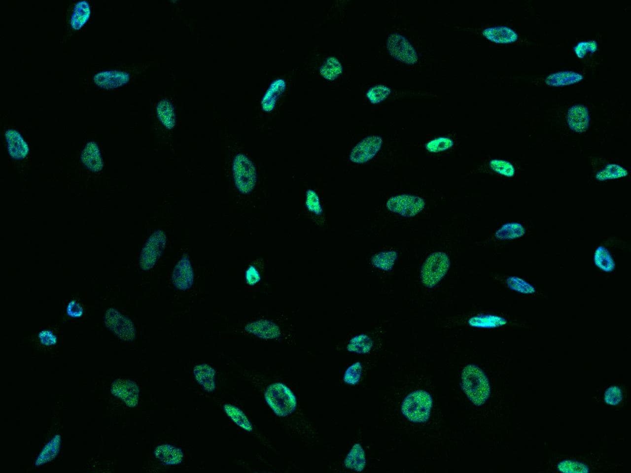 SIN3A Antibody (N-Terminus)