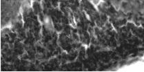 SLC12A5 / KCC2 Antibody (clone S1-12)