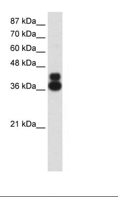 HFH-4 / FOXJ1 Antibody (N-Terminus)