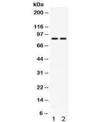 Phospholipase A2 Antibody