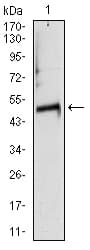 IHC-plus™ TUBA8 / Tubulin Alpha 8 Antibody (clone 2D6)