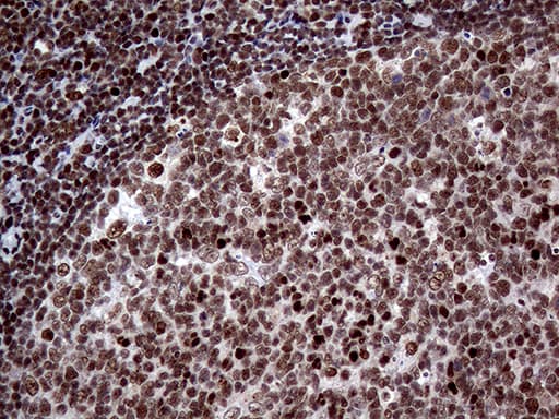 SSU72 Antibody (clone OTI2E2, Carrier-free)