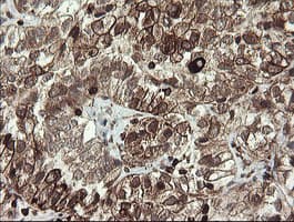TMEM173 / STING Antibody (clone OTI4H8)