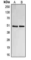 FBLN4 / EFEMP2 Antibody (Internal)