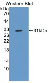 MFNG / Manic Fringe Antibody (aa56-309)