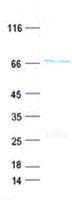 Human TSGA10IP Protein (Recombinant His, N-Terminal)