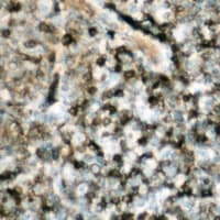 NCF1 / p47phox / p47 phox Antibody (C-Terminus)