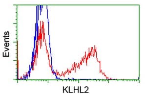 KLHL2 / MAV Antibody (clone OTI10C12)