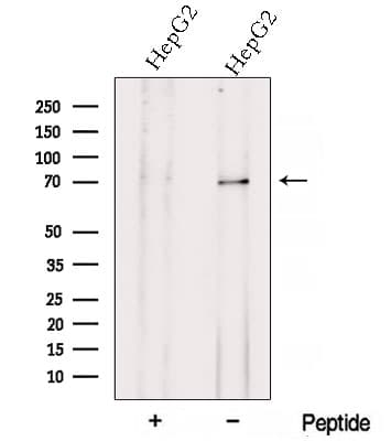 Polyclonal Rabbit anti-Human ZNF143 / STAF Antibody (IF, WB)