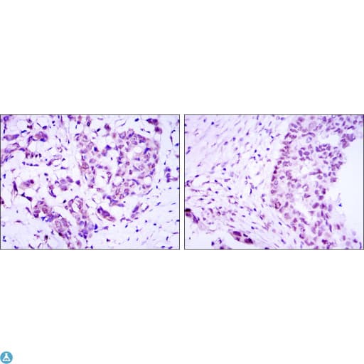 CRTC3 Antibody