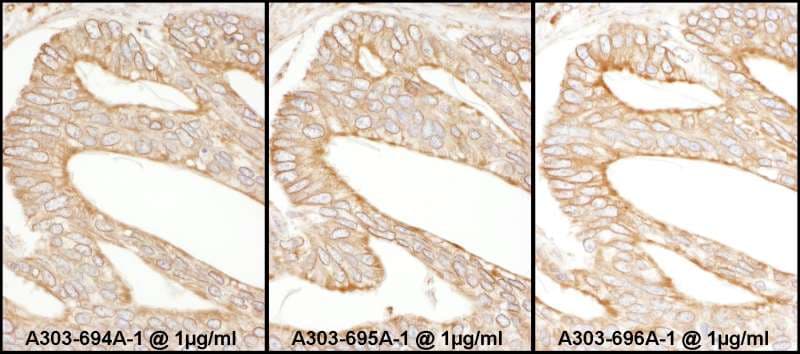 CANX / Calnexin Antibody (aa300-350)