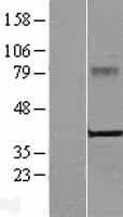 CRELD2 Protein (Over-Expression Lysate Myc-DDK (Flag))