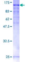 Human PAL / PAM Protein (Recombinant GST)