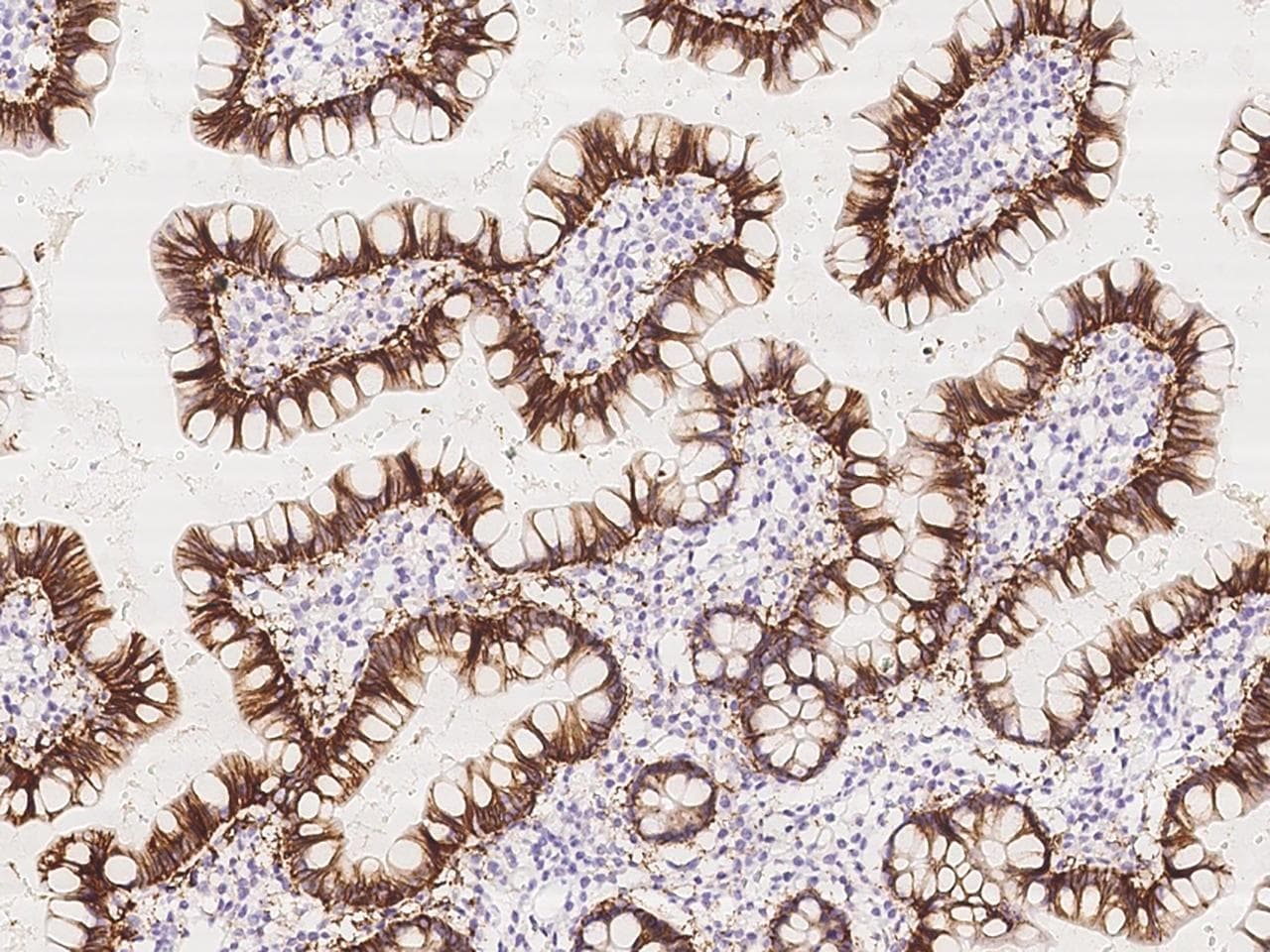 GPA33 / A33 Antibody