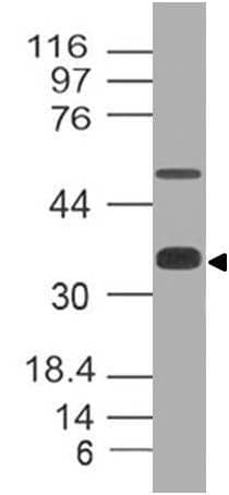 SOX2 Antibody