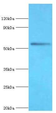 BRD9 Antibody (aa338-597)