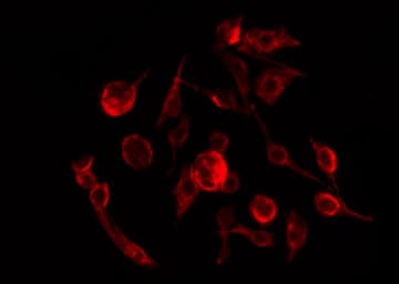 CLIC3 Antibody