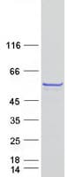 Human BNIPL Protein (Recombinant Myc-DDK (Flag))