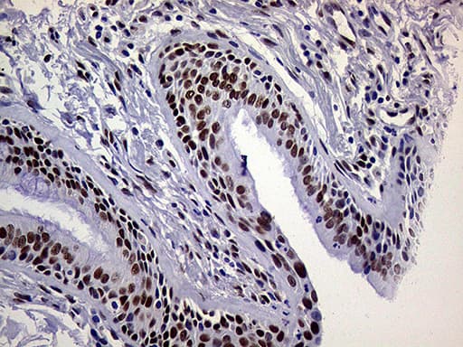 RING1 Antibody (aa88-362, clone OTI3G7)