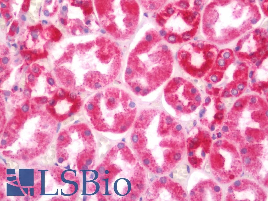 IHC-plus™ MSTN / GDF8 / Myostatin Antibody (aa25-55)