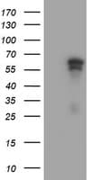 ACD / PTOP Antibody (clone OTI1A2, Carrier-free)