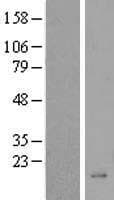BEX5 Protein (Over-Expression Lysate Myc-DDK (Flag))