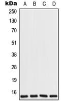 COX7A2L Antibody (Internal)