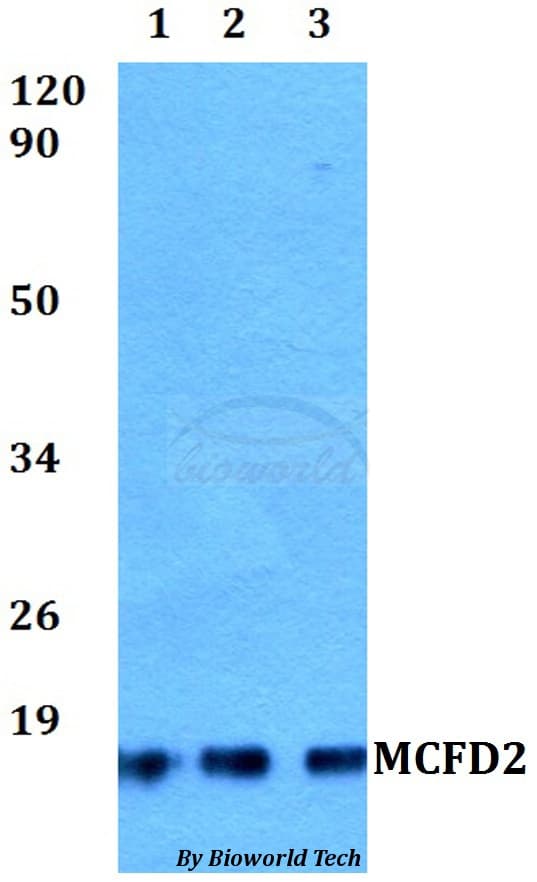 MCFD2 Antibody