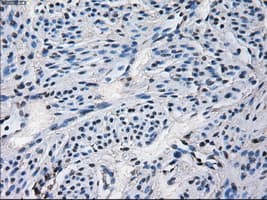 CYP2E1 Antibody (clone OTI5F11)