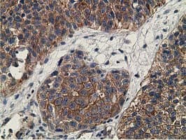 CCNB1IP1 Antibody (clone OTI4H3, Carrier-free)