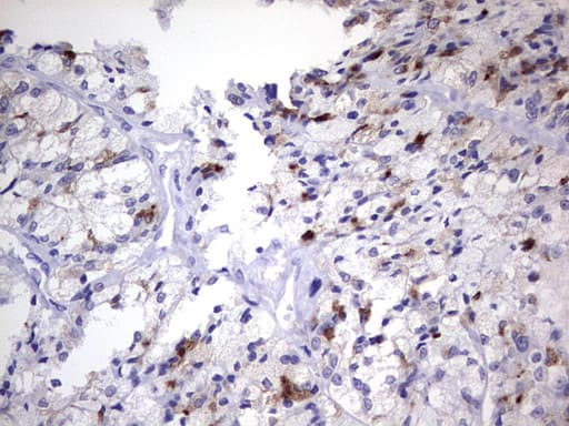 Nor-1 / NR4A3 Antibody (aa332-626, clone OTI2A6)