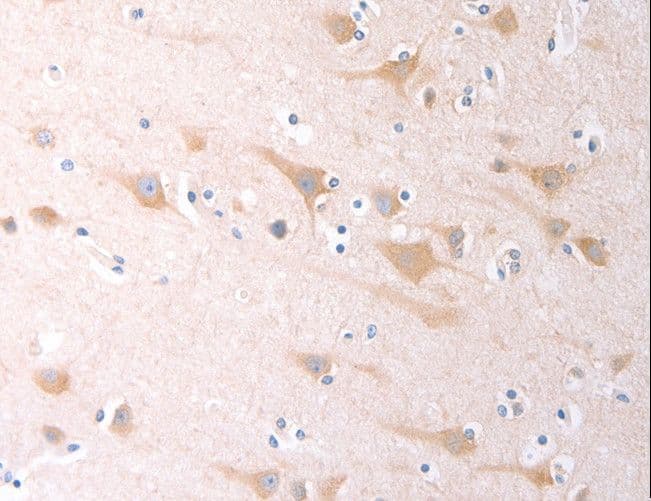 SCGB1A1 / Uteroglobin Antibody