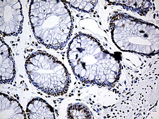DDX39B / UAP56 Antibody (aa319-428, clone OTI2G7)