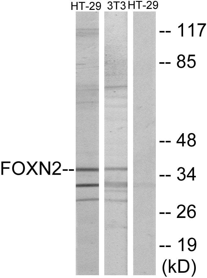 FOXN2 Antibody