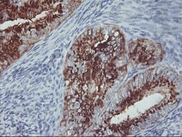 GOLM1 / GP73 / GOLPH2 Antibody (clone OTI4B3, Carrier-free)