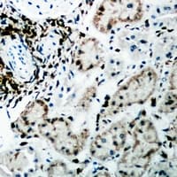 FAH Antibody